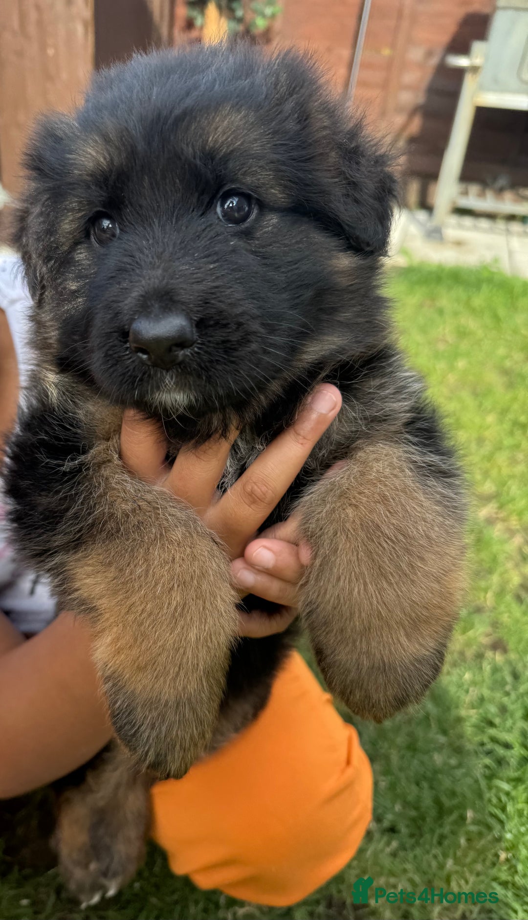 German Longhaired Pointer dogs for sale: PURE German Shepherd Puppy girl - Image 1