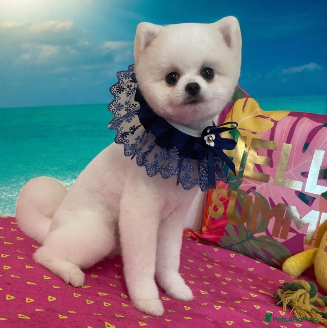 Pomeranian dogs for sale: White miniature Pomeranian puppy - Image 6