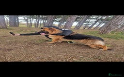 German Shepherd dogs for sale: German Shepherd  - Image 17