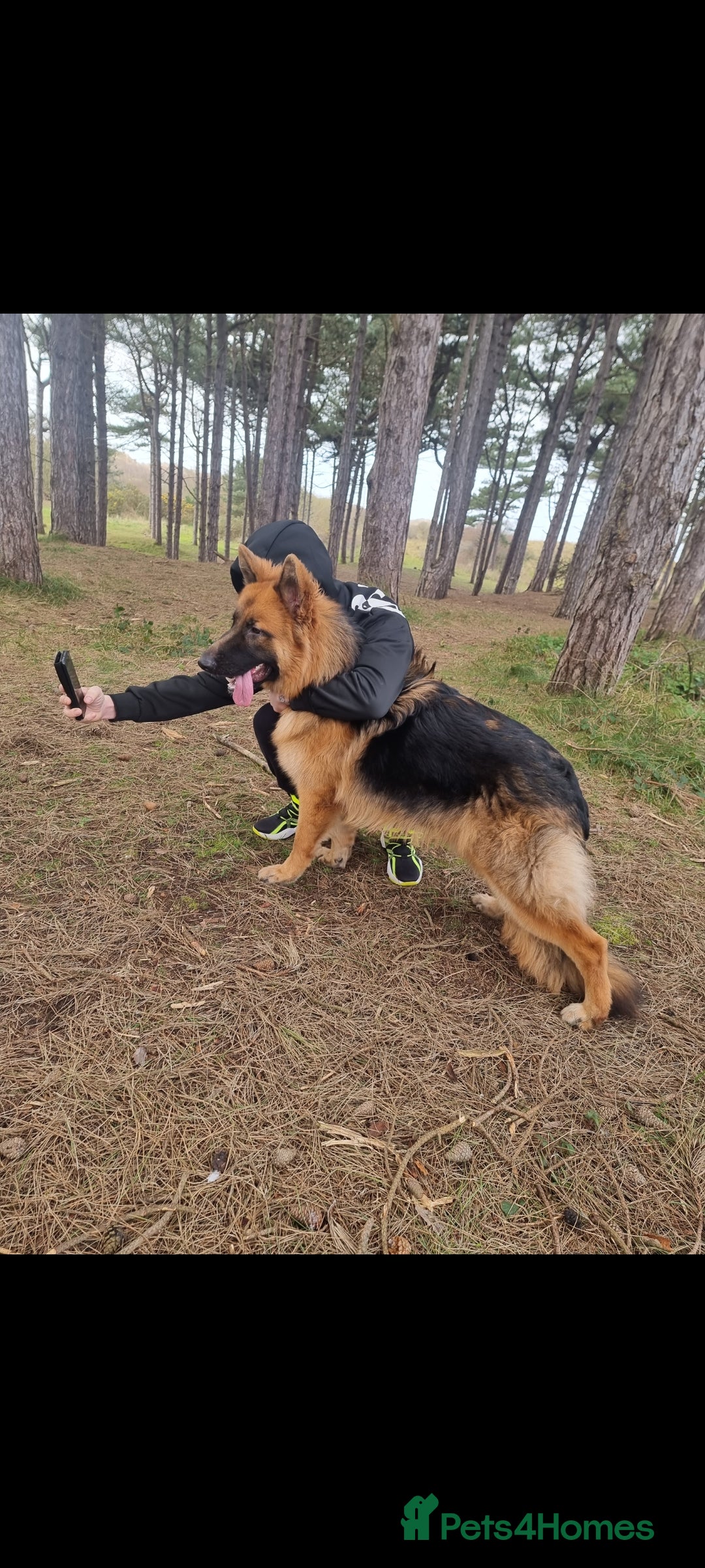 German Shepherd dogs for sale: German Shepherd  - Image 17