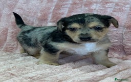 Jack Russell dogs for sale: Quality litter of beautiful Jack Russell puppies  - Image 19