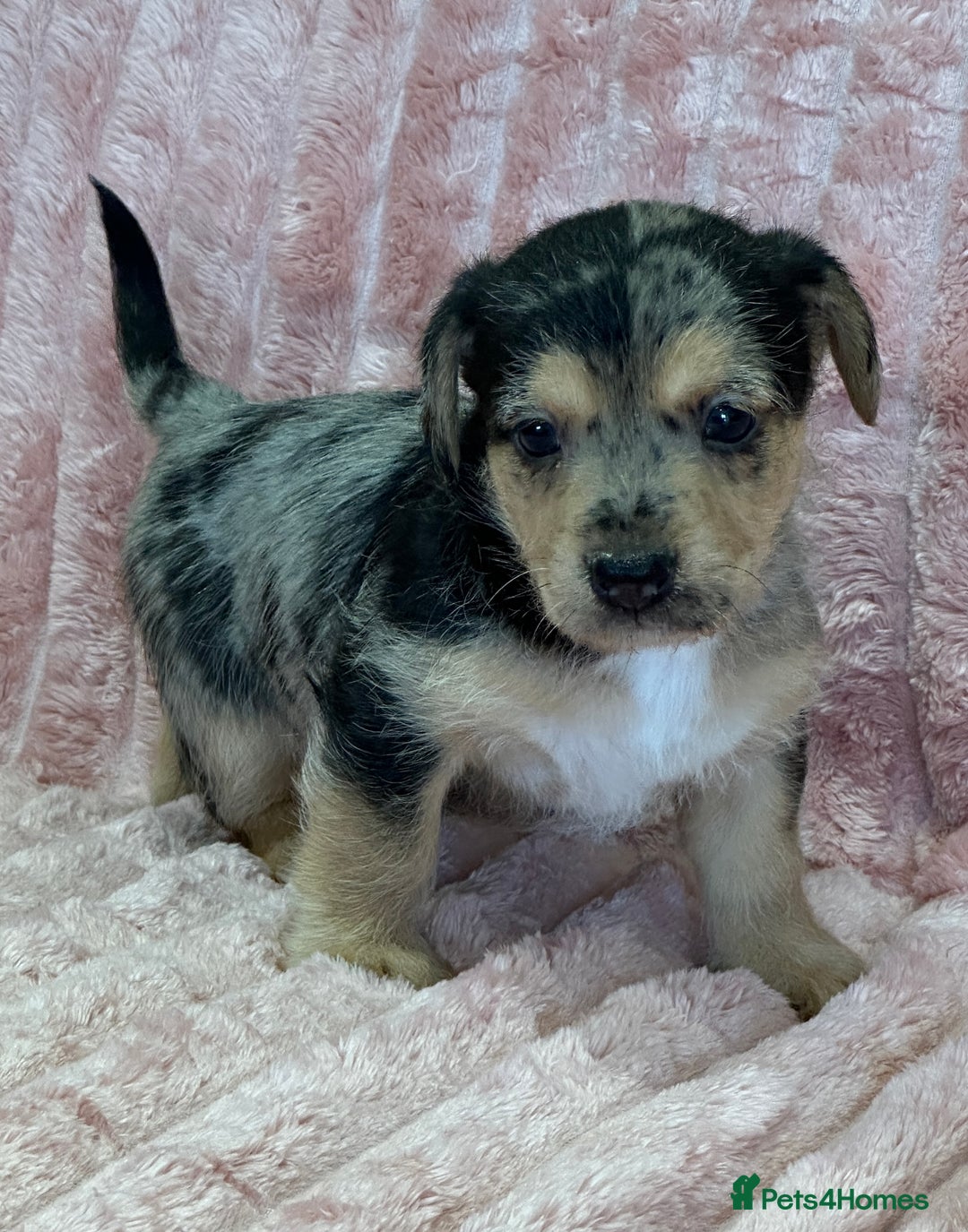 Jack Russell dogs for sale: Quality litter of beautiful Jack Russell puppies  - Image 19