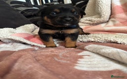 Mixed Breed dogs for sale: german shepard x old tyme bulldog  - Image 1