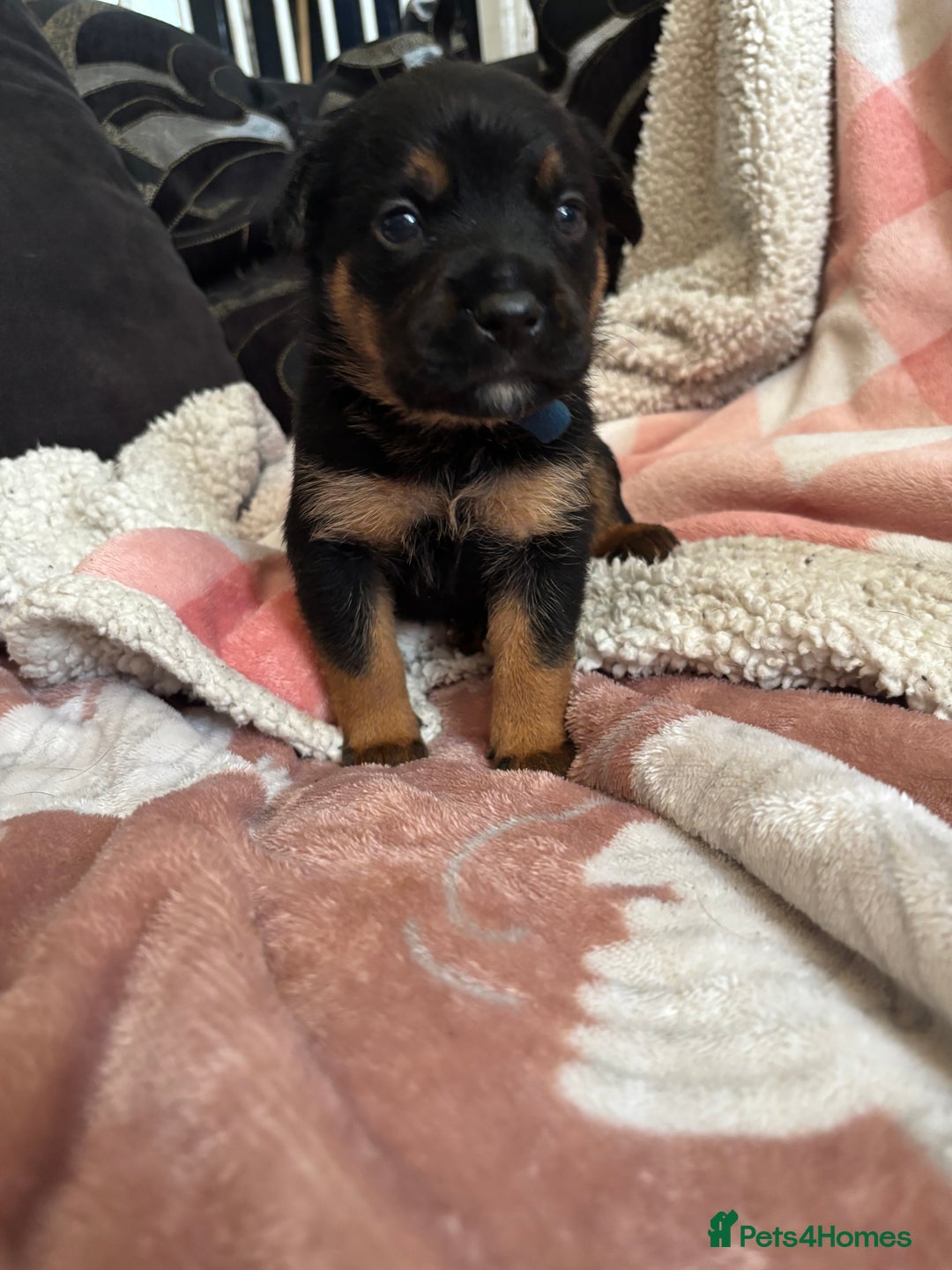 Mixed Breed dogs for sale: german shepard x old tyme bulldog  - Image 1