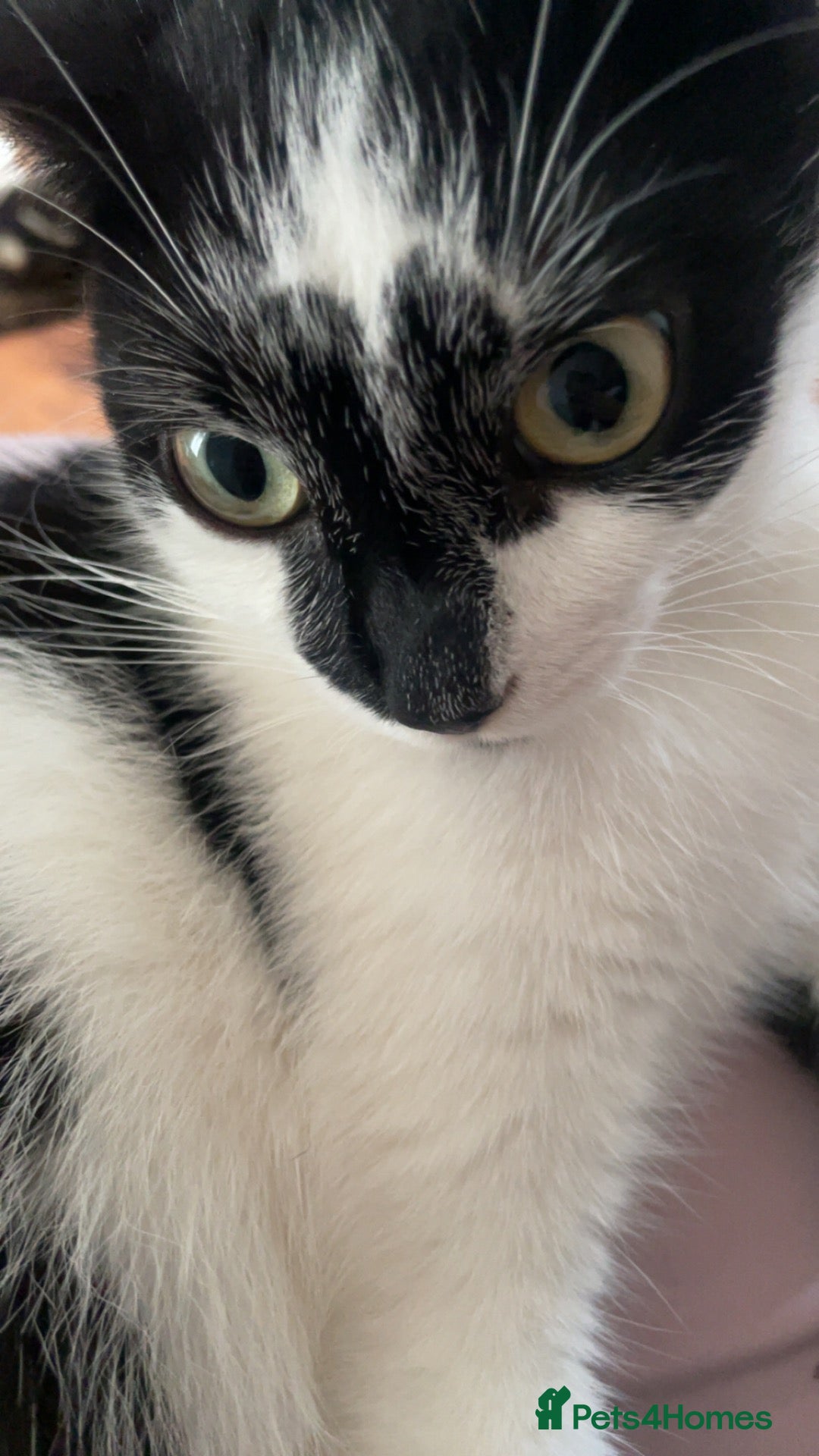 Mixed Breed cats Female cat- 1 and half years old  - Advert 2