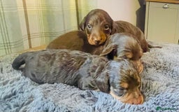 Miniature Dachshund dogs for sale: Gorgeous Long Haired KC Miniature Dachshunds - Image 10