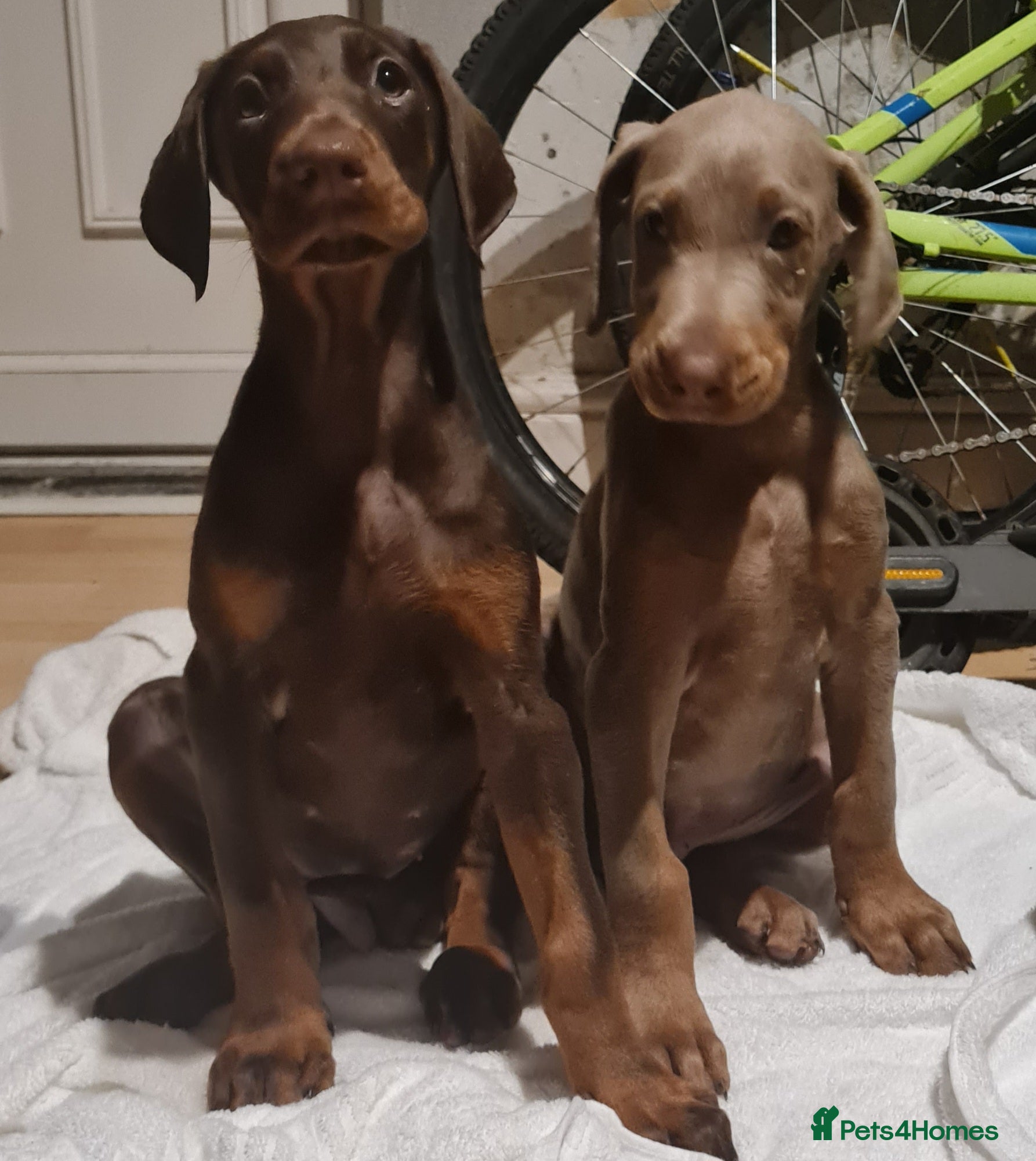Dobermann dogs Doberman pups ready now and reduced to £1200  - Advert 8
