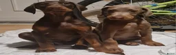 Dobermann dogs for sale: Doberman pups - Advert 10