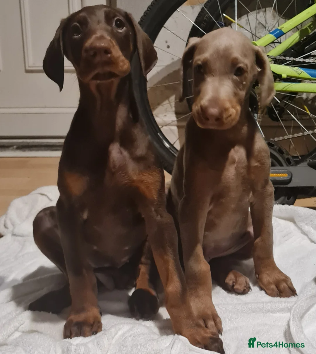 Dobermann dogs for sale: Doberman pups ready now and reduced to £1200  - Advert 1