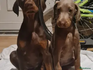 Dobermann dogs Doberman pups ready now and reduced to £1200 - Advert 7