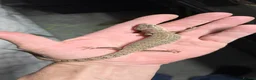 Skink reptiles for sale: 1yo male pink tounge skink  - Advert 3