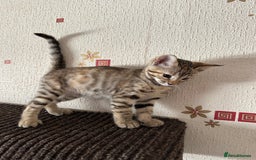 Mixed Breed cats for sale: Crossed BENGALS  - Image 9