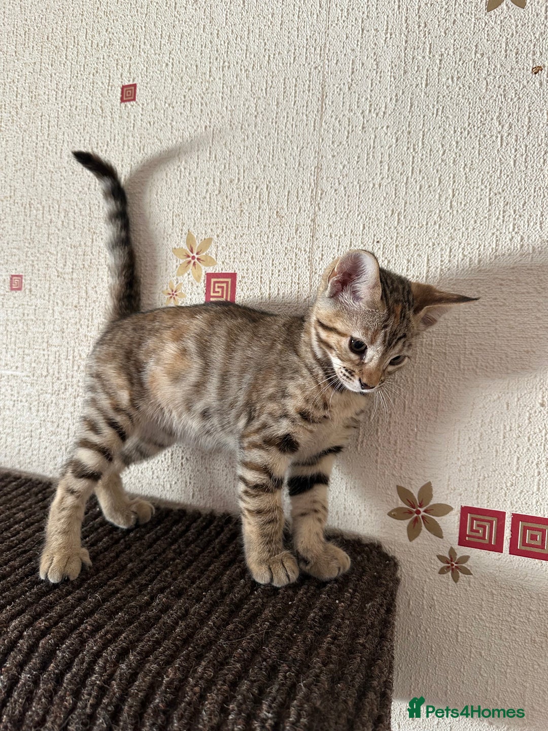 Mixed Breed cats for sale: Crossed BENGALS  - Image 9