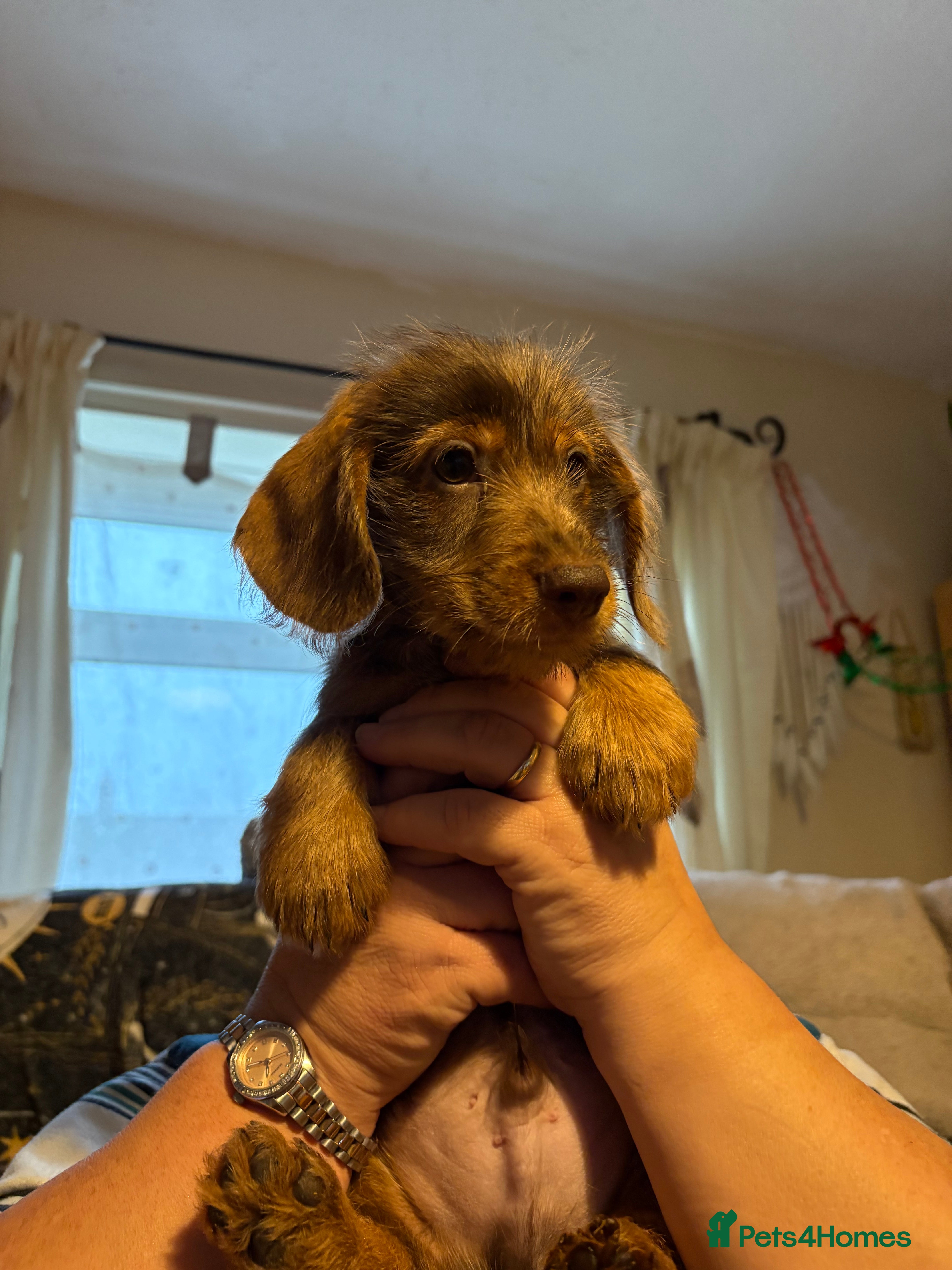 Mixed Breed dogs Beautiful Dorkie puppies Ready Now!! - Advert 1