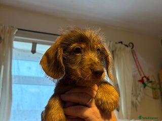 Mixed Breed dogs Beautiful Dorkie puppies Ready Now!! - Advert 1