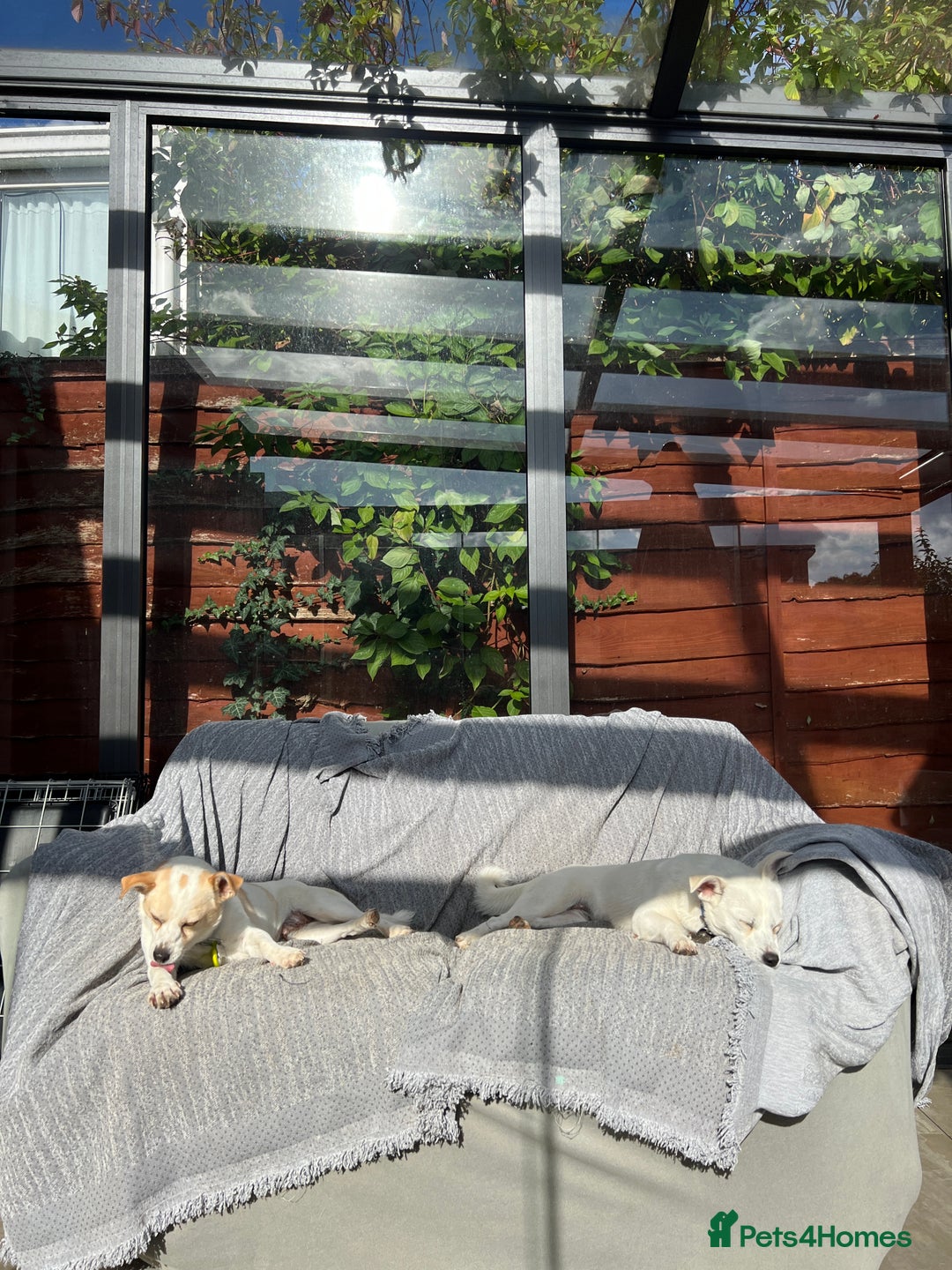 Mixed Breed dogs for adoption: Lovely Lola is Ready for Her Forever Home! 💖 - Image 4