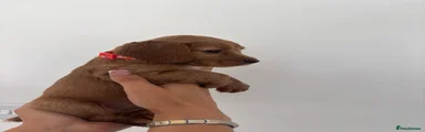 Orange Collar