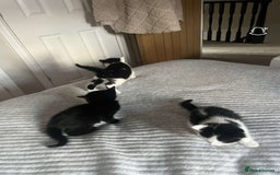 Domestic Shorthair cats for sale: Friendly House Cat Kittens Looking for Homes - Image 3
