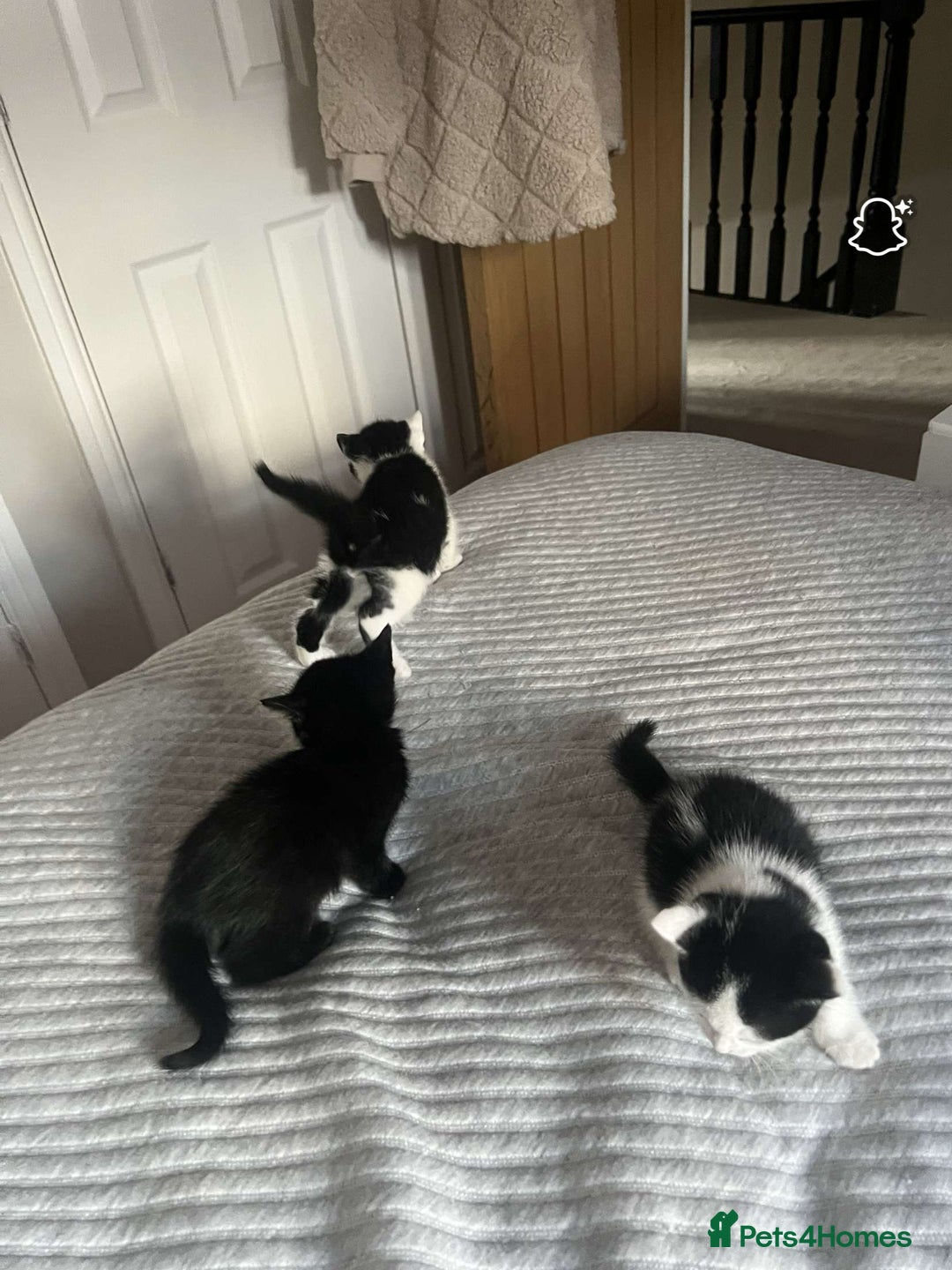 Domestic Shorthair cats for sale: Friendly House Cat Kittens Looking for Homes - Image 3