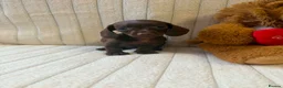 Miniature Dachshund dogs for sale: Miniature dachshund - Advert 8