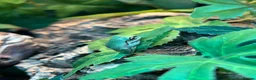 Frog reptiles for sale: Various Amphibians At Urban Exotics - Advert 5