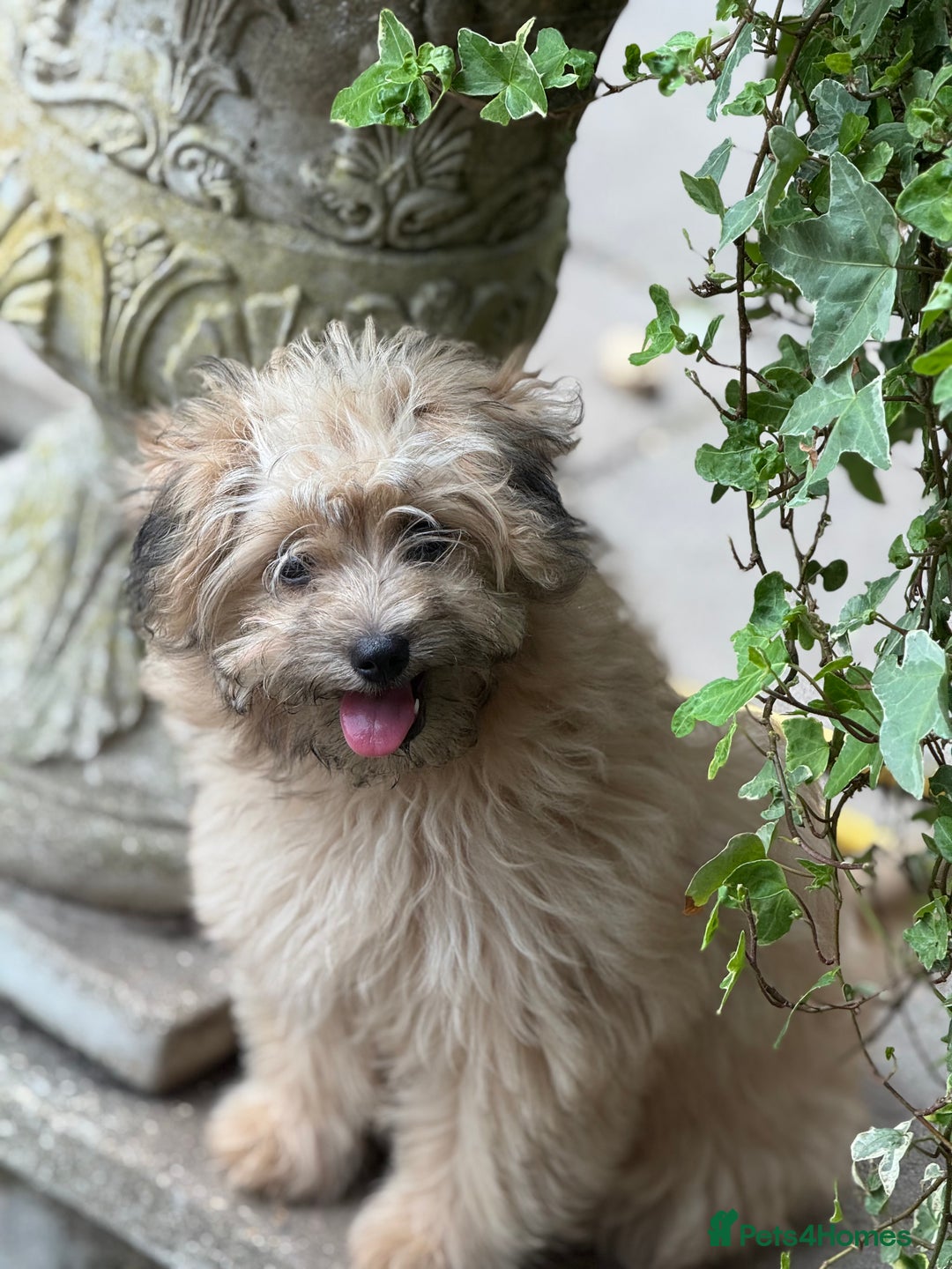 Pomapoo dogs for sale: Adorable pomapoo girl fully health tested parental in Southampton - Image 5