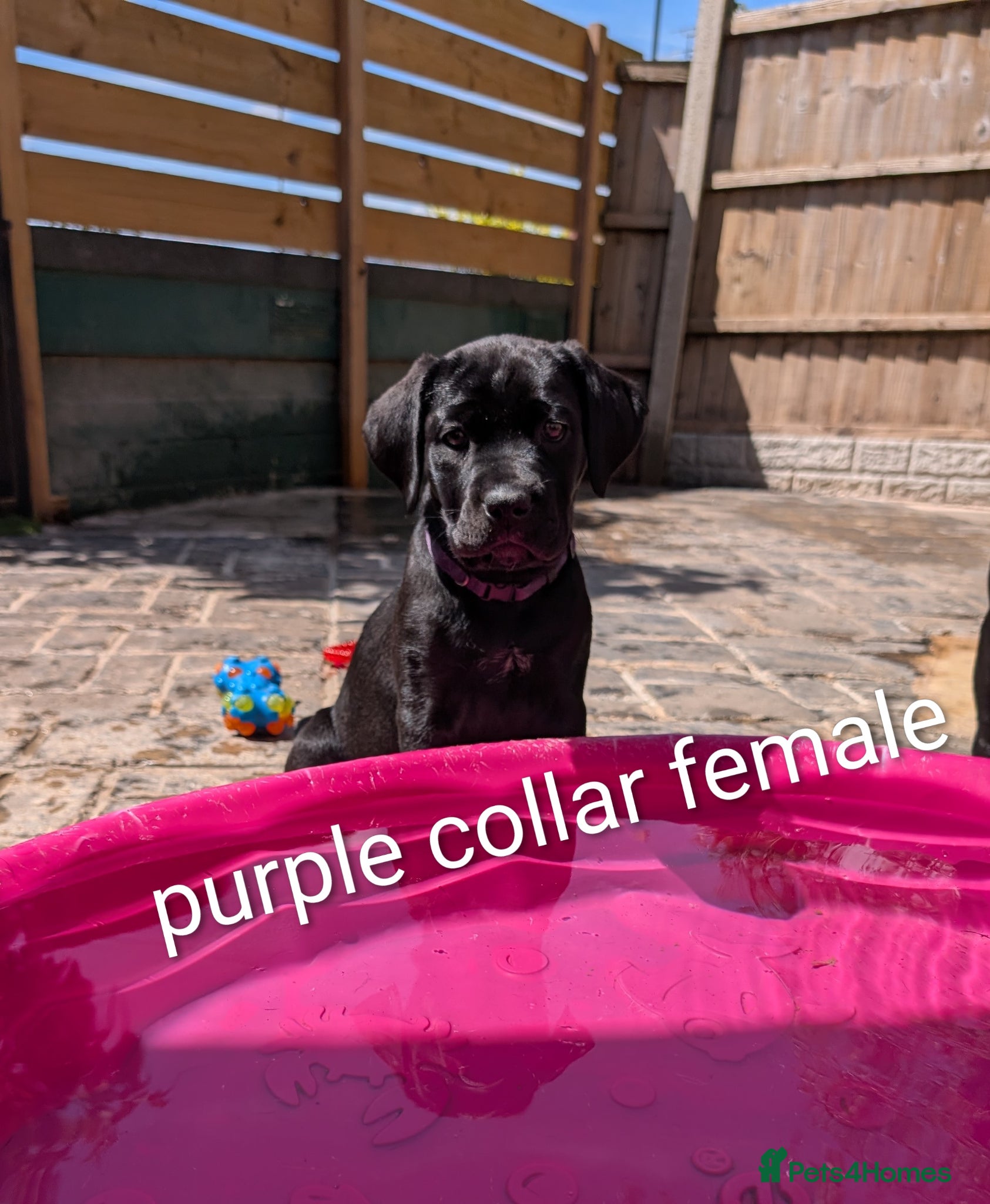 Cane Corso dogs Female Cane corso puppies 10 weeks old  - Advert 3