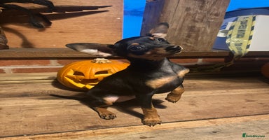 Miniature Pinscher dogs - Advert 3