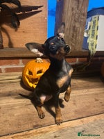 Miniature Pinscher dogs - Advert 3