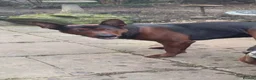Chinese Red Dog dogs for sale: Chinese red dog puppies  - Advert 16