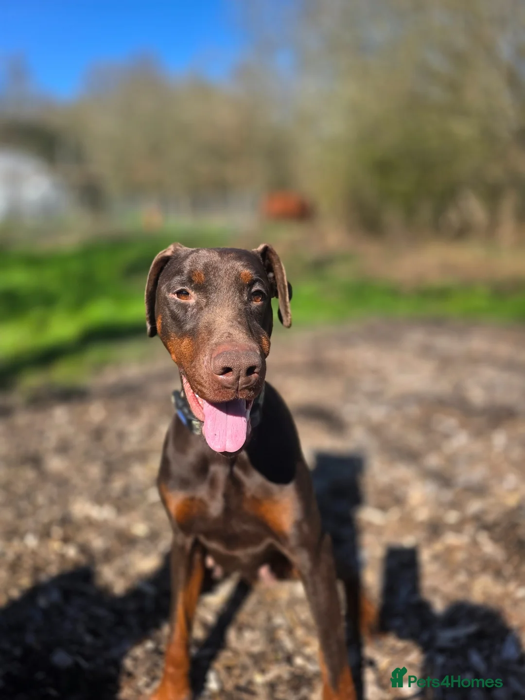 Dobermann dogs for sale: Darcey – 2-Year-Old Doberman - Advert 1