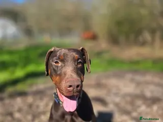 Dobermann dogs Darcey – 2-Year-Old Doberman - Advert 2