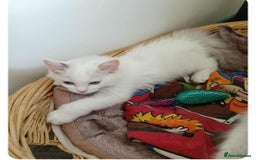 Ragdoll cats for sale: Kitten Ragdoll bicolor 1 boy. - Image 3