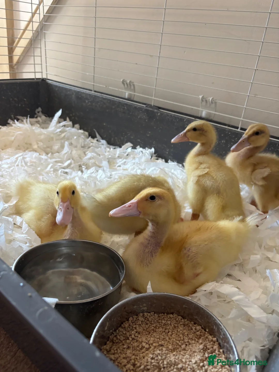 Ducks poultry for sale: Show quality saxony ducklings  - Advert 4