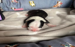 English Bull Terrier dogs for sale: English bull terrier puppy’s  - Image 16