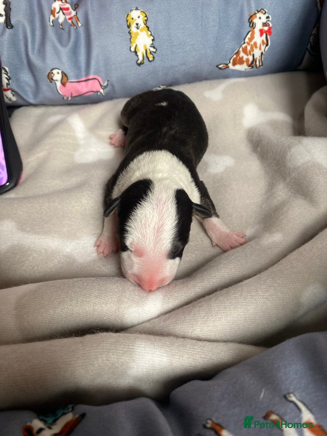 English Bull Terrier dogs for sale: English bull terrier puppy’s  - Image 16