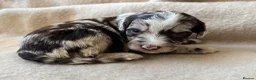 Sproodle dogs for sale: F1 Sproodle Puppies  - Advert 31