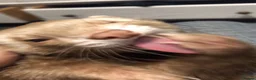 Ferret rodents for sale: Ferret for sale - Advert 6