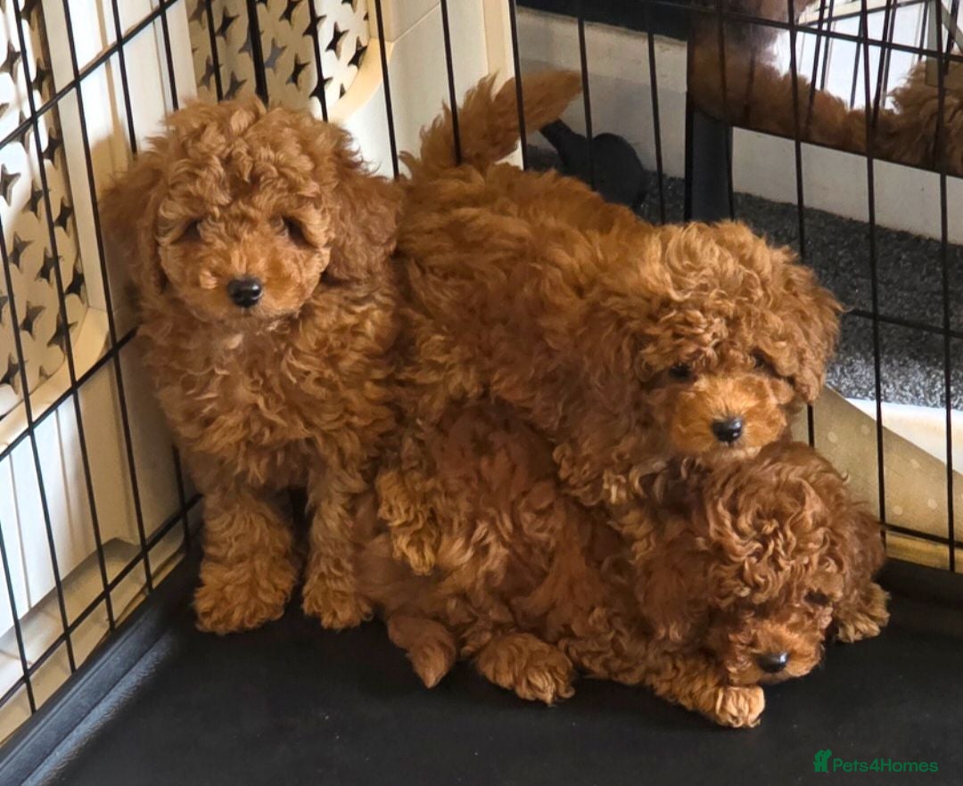 Toy Poodle dogs KC registered red toy poodles  - Advert 4