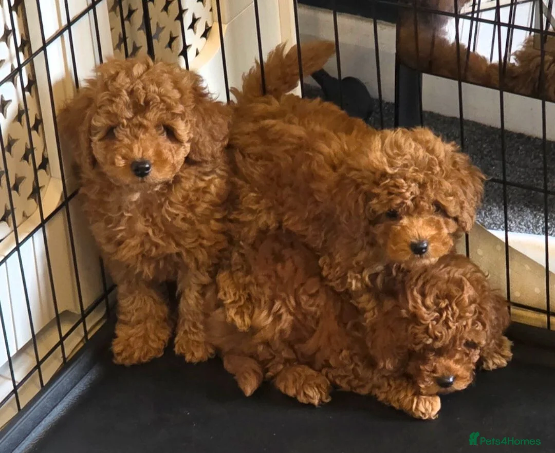 Toy Poodle dogs for sale: KC registered red toy poodles  - Advert 1