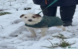 Parson Russell dogs for sale: Gorgeous Parson x Jack Russell’s  - Image 8