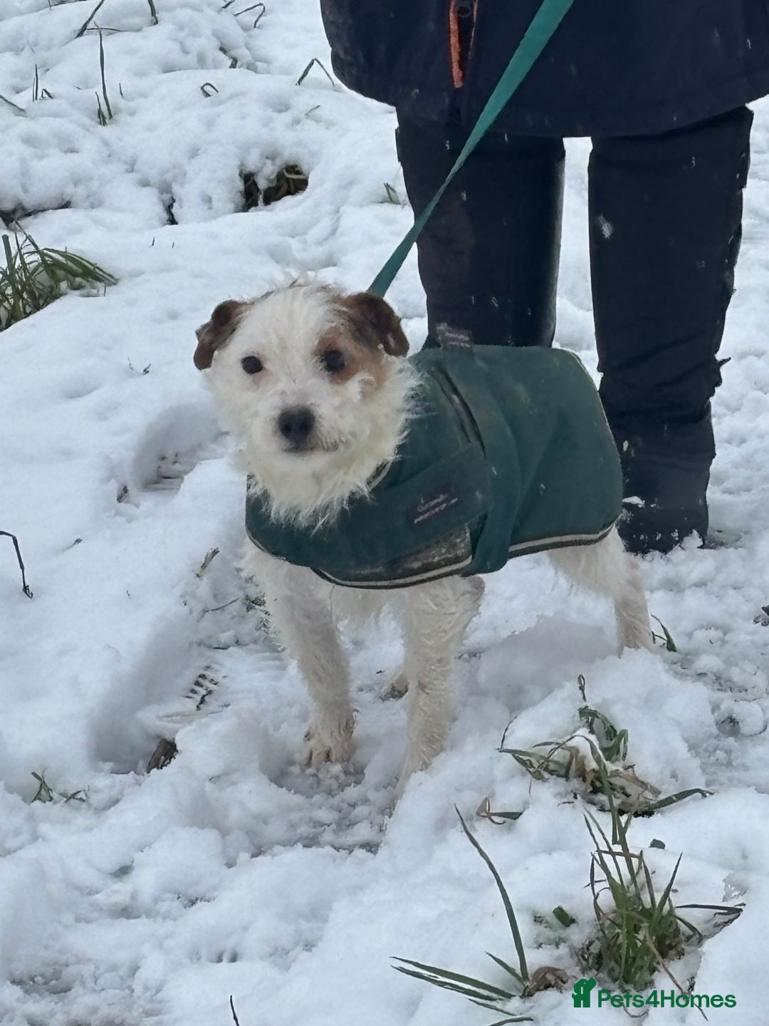 Parson Russell dogs for sale: Gorgeous Parson x Jack Russell’s  - Image 8