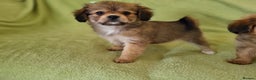 Mixed Breed dogs for sale: Cavapom - Advert 8