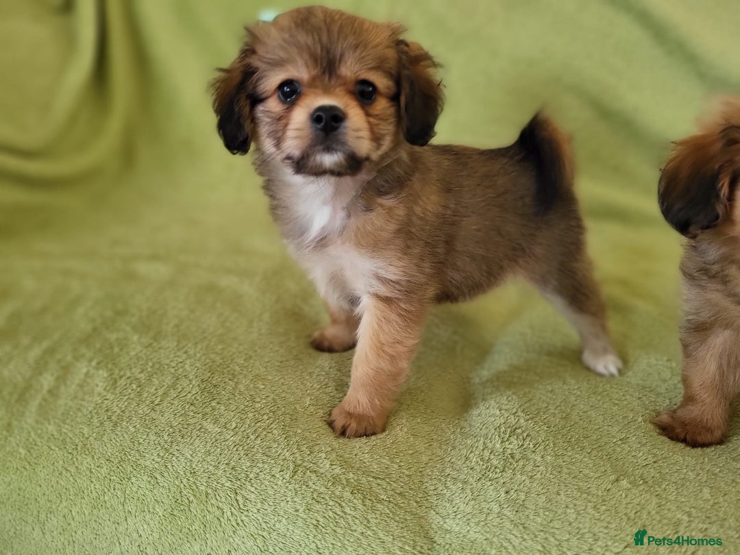 Mixed Breed dogs for sale: Cavapom - Advert 8