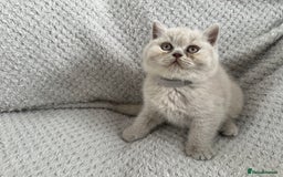 British Shorthair cats for sale: Pedigree BSH kittens  - Image 3