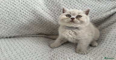 British Shorthair cats - Advert 16