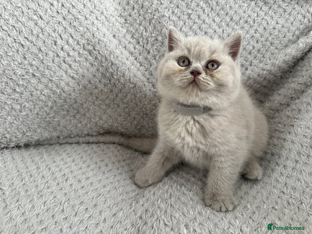 British Shorthair cats for sale: Pedigree BSH kittens  - Image 3