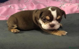 English Bulldog dogs for sale: New English bulldogs - Image 3