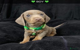 Miniature Dachshund dogs for sale: 🌟QUALITY KC REG & PRA CLR MINIATURE DACHSHUNDS 🌟 - Image 17