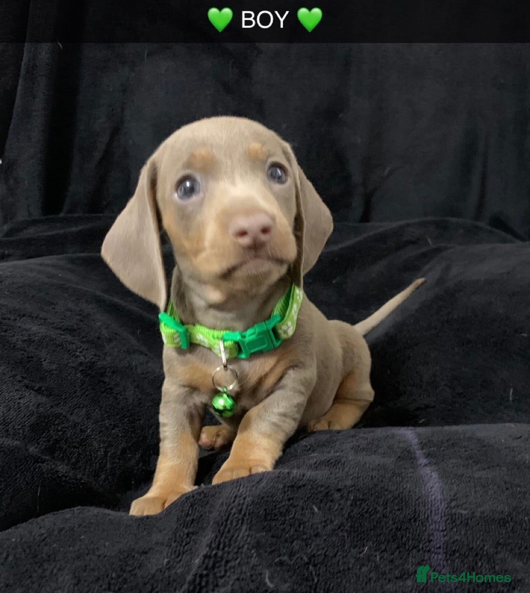 Miniature Dachshund dogs for sale: 🌟QUALITY KC REG & PRA CLR MINIATURE DACHSHUNDS 🌟 - Image 17